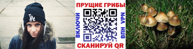 Псилоцибиновые грибы Cubensis  купить наркотики сайты  мега ТОР  Исилькуль 
